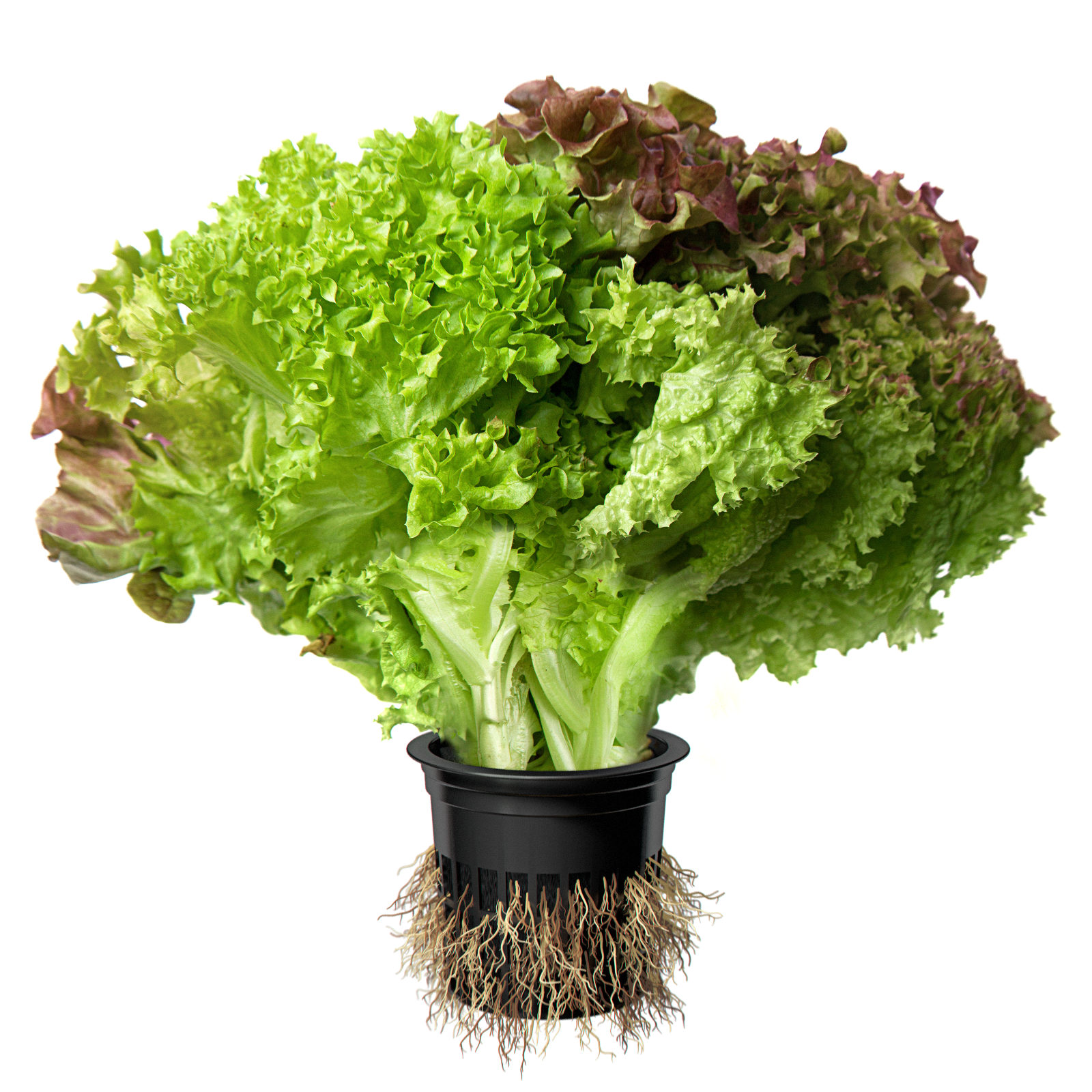 Image салат красно-зеленый TRIO