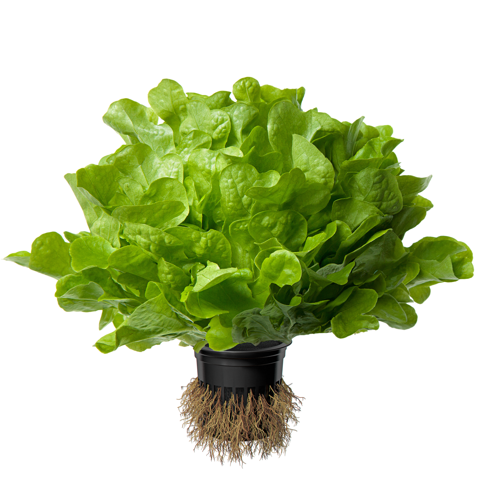 Image салат зелёный листовой BLUES