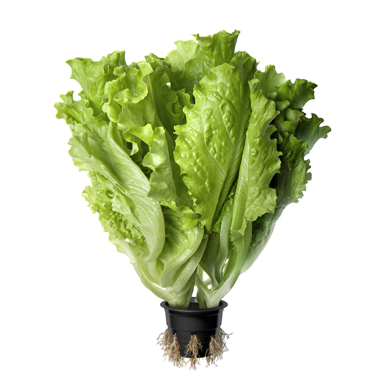 Image салат Премиум Зеленый