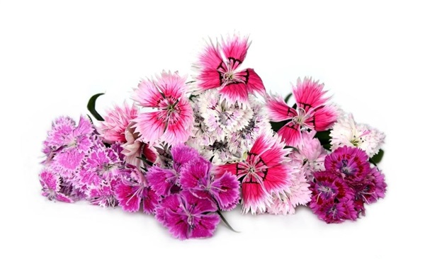 Image съедобные цветы